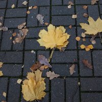 "Осенняя почта под ногами". :: Лилия *