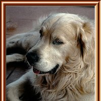 БИЛЛИ :: Владимир Кроливец