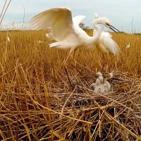 Из Серии __В заповедных Лесах __ A keepsake photo ((.... фото на память )) :: Игорь Пляскин