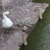 Дружная семейка :: Маргарита Б