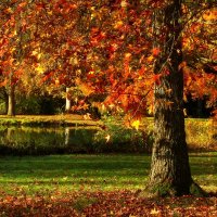 Горит ноябрь яркою листвой :: Юрий. Шмаков