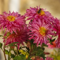 Последние букеты клумб. :: Светлана Тихонина