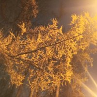 Лиственница :: Сапсан 