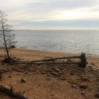 Репино :: Наталья Герасимова