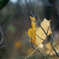 Застрял... :: Наталья Герасимова