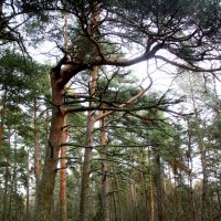 Репино :: Наталья Герасимова Репино :: Наталья Герасимова