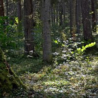 МИХАЙЛОВСКОЕ. :: Виктор Осипчук