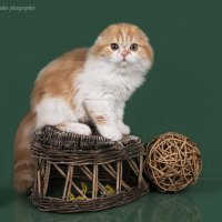 ... :: Светлана Ищенко