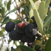 Ветка оливы :: Натали 