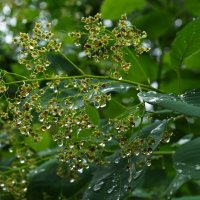 После дождя :: Александр Лычагин