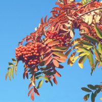 "В лесах заохрилась рябина..." :: Михаил Белоусов