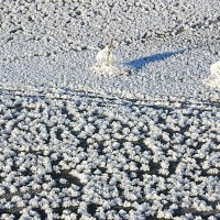 Ноябрь....Дыхание льда на Юганской Оби! :: Владимир 