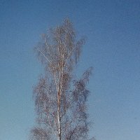 Одинокая берёзка :: Людмила Смородинская