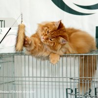 Рыжик на выставке :: Светлана Ищенко