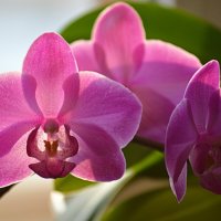 Декабрь - зацвели орхидеи :: Татьяна Лютаева