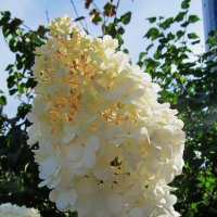 прекрасная гортензия :: Елена Шаламова