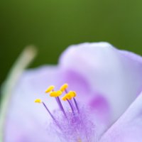 Пестики и тычинки :: Олег Загорулько