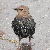 Скворец :: Лина Скворец :: Лина