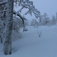 Зима на финском севере :: Ольга 