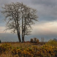 Морские дубки :: skijumper Иванов