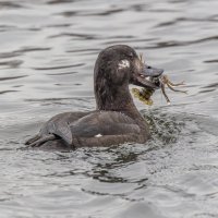 Windows :: юрий макаров