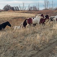 разномастные кони :: Александр Никишков