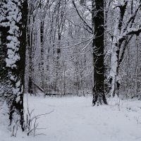 Снежный ноябрь :: Рита Симонова