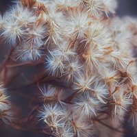 Василистник белый :: Оксана Н.