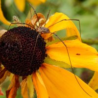 Это мой цветок :: Александр Ковальчук