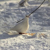 Белый на белом. :: Александр 
