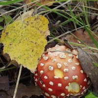 Осенний мухомор :: Freddy 97