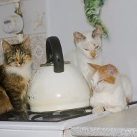 Греемся :: Сергей Кочнев