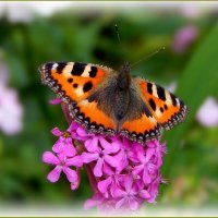 Бабочка крапивница ... :: Валентина Надсон Бабочка крапивница ... :: Валентина Надсон