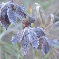 Листочки поутру все в инее...видЕнья дИвные... :: Надежда Куркина 