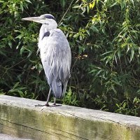 Созерцание :: Hope 