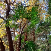 Адлер. Пансионат "Орбита" :: Нина Бутко