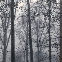 *** :: Игорь Протасов