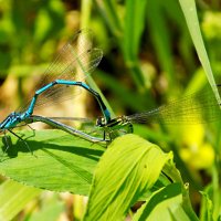 Летние стрелки :: Константин Штарк