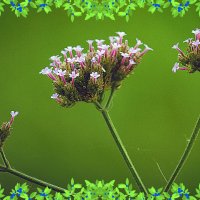 Цветочное трио :: Владимир Кроливец