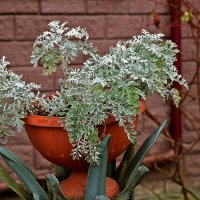 Цинерария приморская в декабре :: Светлана 