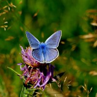 опять про бабочек...129 :: Александр Прокудин