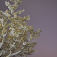 ... :: Наталья Вязигина