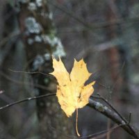 *** :: Наталья Герасимова