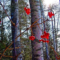 Зима...Калина красная в тайге! :: Владимир 