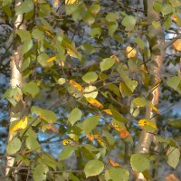 Листья на  ветру :: Фотогруппа Весна