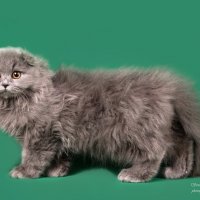 ,,, :: Светлана Ищенко