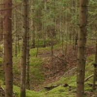 Лес :: fogmeadowww m