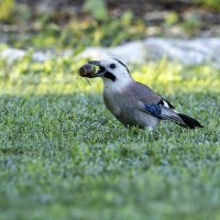 Сойка. :: Alexander Amromin