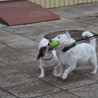 Дистанционно управляемые "регбисты" :: Надежда