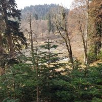 Абхазия :: Tata Wolf